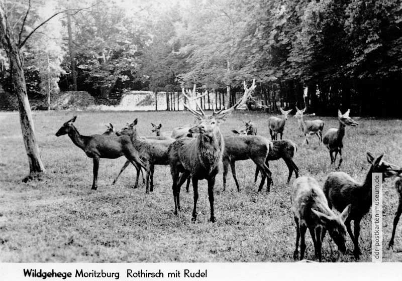 Wildgehege Moritzburg, Rothirsch mit Rudel - 1977