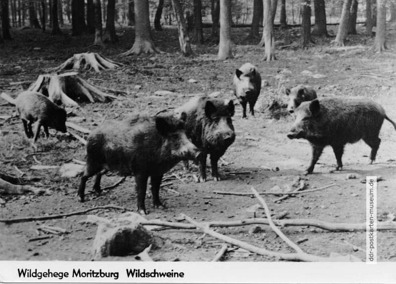 Moritzburg-Wildschweine-2.JPG