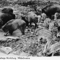 Wildgehege Moritzburg, Wildschweine mit Frischlingen - 1971