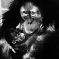 Zoologischer Garten Dresden, Orang-Utan-Mutter mit Kind - 1974