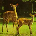 Zoologischer Garten Dresden, Nyala-Antilope mit Jungtier - 1979