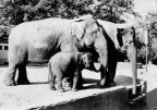 Zoologischer Garten Dresden, Indische Elefanten in der Freianlage - 1962