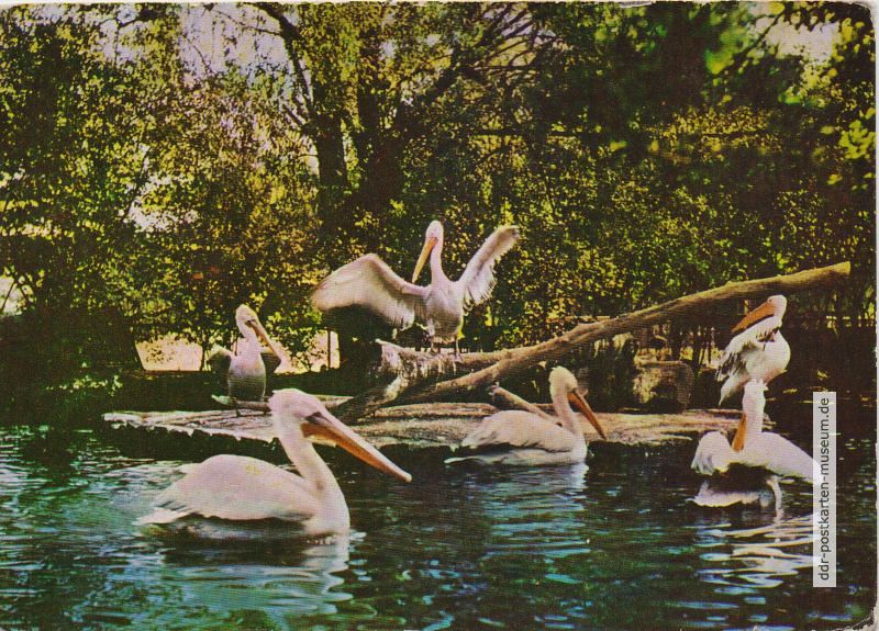 Zoologischer Garten Dresden, Rosa-Pelikane - 1962