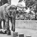 Zoologischer Garten Halle, Elefantin "Frieda" - 1957