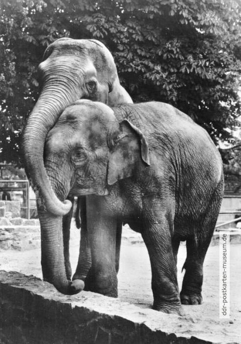 Zoologischer Garten Halle, Elefanten im Freigehege - 1985