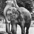 Zoologischer Garten Halle, Elefanten im Freigehege - 1985