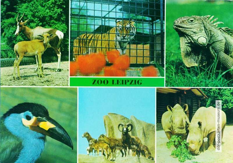 Superformat-Ansichtskarte vom Zoologischen Garten Leipzig - 1979