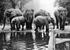 Zoologischer Garten Leipzig, Elefanten im Freigehege - 1972
