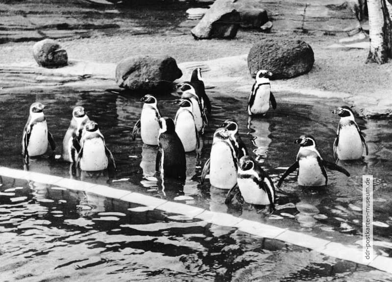 Zoologischer Garten Leipzig, Brillen- und Humboldt-Pinguine - 1974