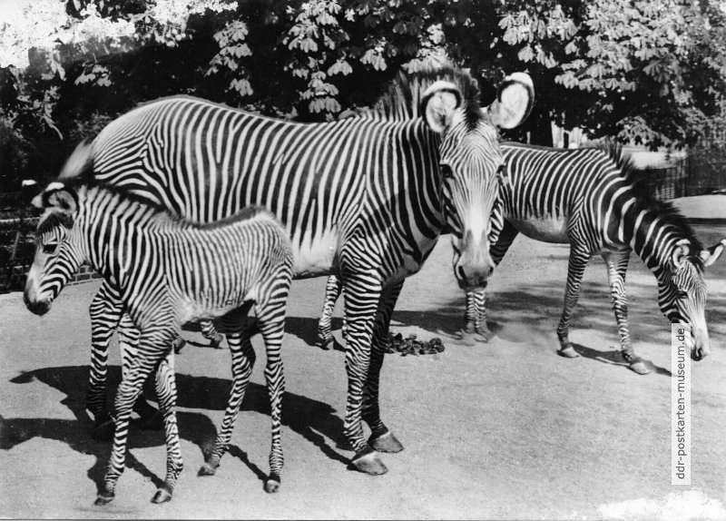 Zoologischer Garten Leipzig, Grevy-Zebra mit Jungem - 1982