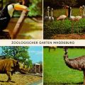 Zoologischer Garten Magdeburg - Tukan, Flamingos, Spitzmaulnashorn, Emu - 1976