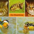 Zoo Magdeburg - Wildkatze, Rehkitz, Ozelot, Mandarinente, Brautente - 1977 