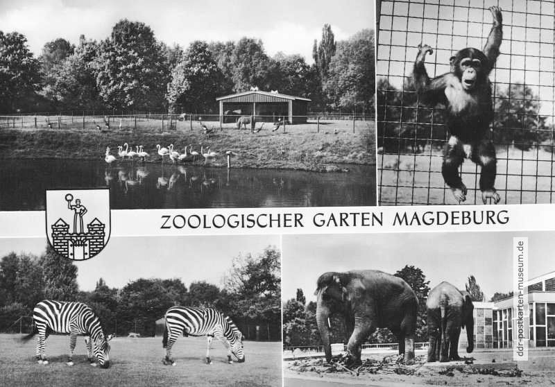 Superformat-Ansichtskarte vom Zoologischen Garten Magdeburg - 1969
