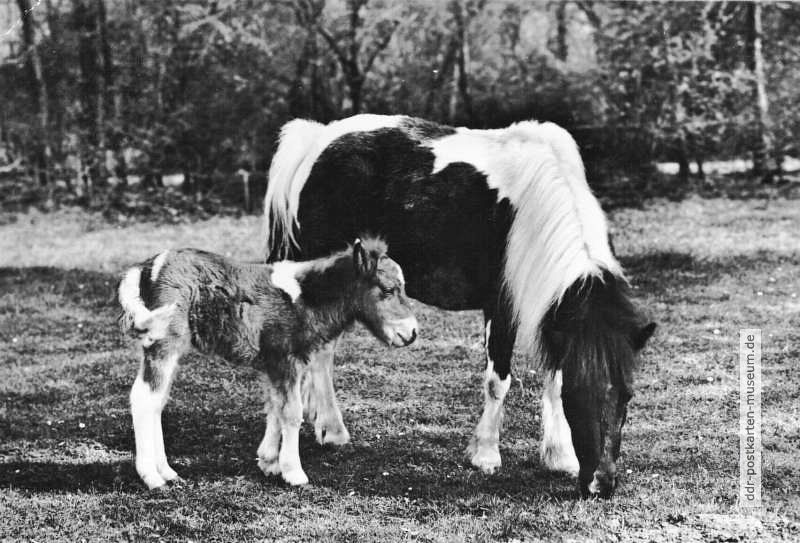 Zoologischer Garten Magdeburg, Pony mit Fohlen - 1970