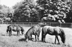 Zoologischer Garten Magdeburg, Shetland-Ponys - 1975