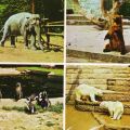 Zoologischer Garten Rostock - Elefant, Braunbär, Pinguine und Eisbären - 1974