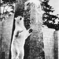 Zoologischer Garten Rostock, Eisbär im Freigehege - 1962 / 1977