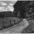 Ostseebad Ückeritz, Waldweg zum Hochufer - 1956
