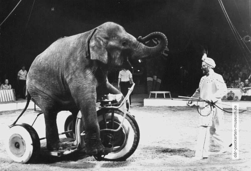 Staatszirkus der DDR, Gerhard Quaiser mit Elefantendressur - 1982