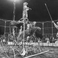 Staatszirkus der DDR, Francesco Capri mit gemischter Raubtierdressur - 1982