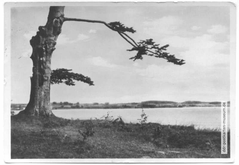 Blick auf Rügen von der Insel Vilm - 1952