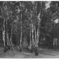 Waldpartie bei Woltersdorf - 1957